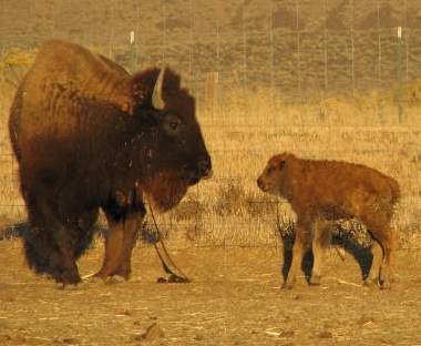 Help This Family-Run, Humanely-Raised Bison Farm